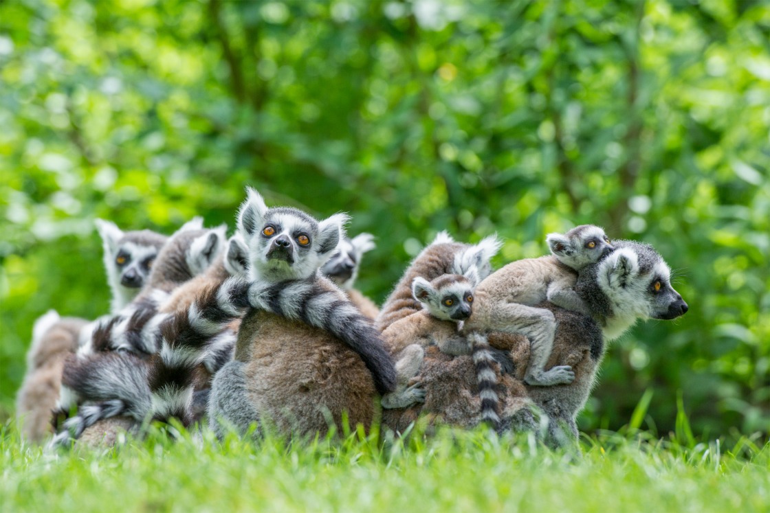 Apenheul opent deuren voor nieuw seizoen