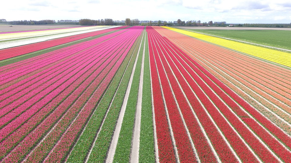 Tulpen bereiken hoogste prijs sinds jaren