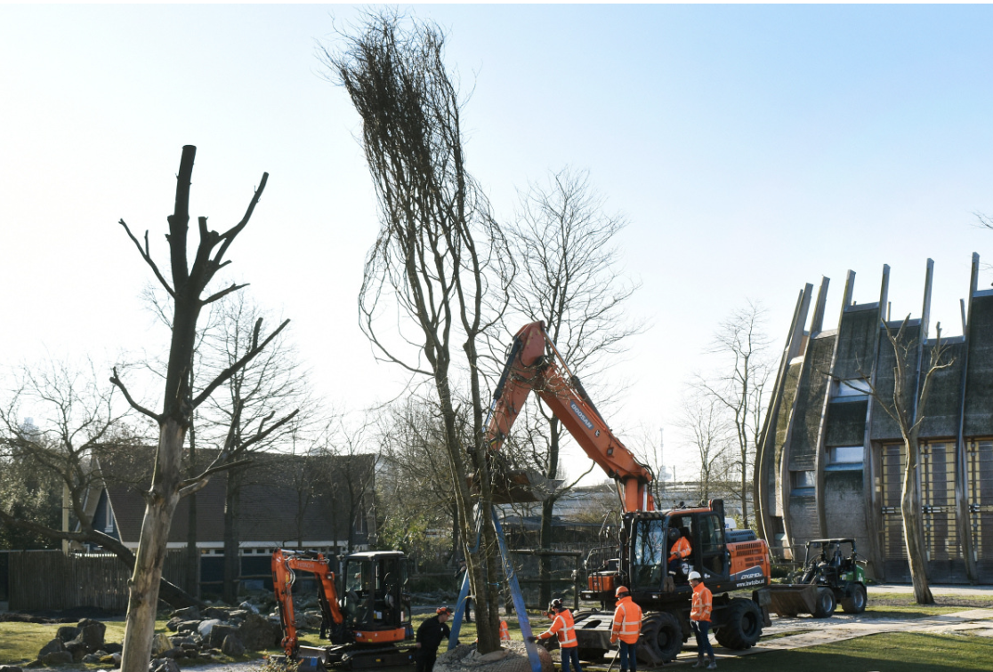 diergaarde blijdorp plant boom