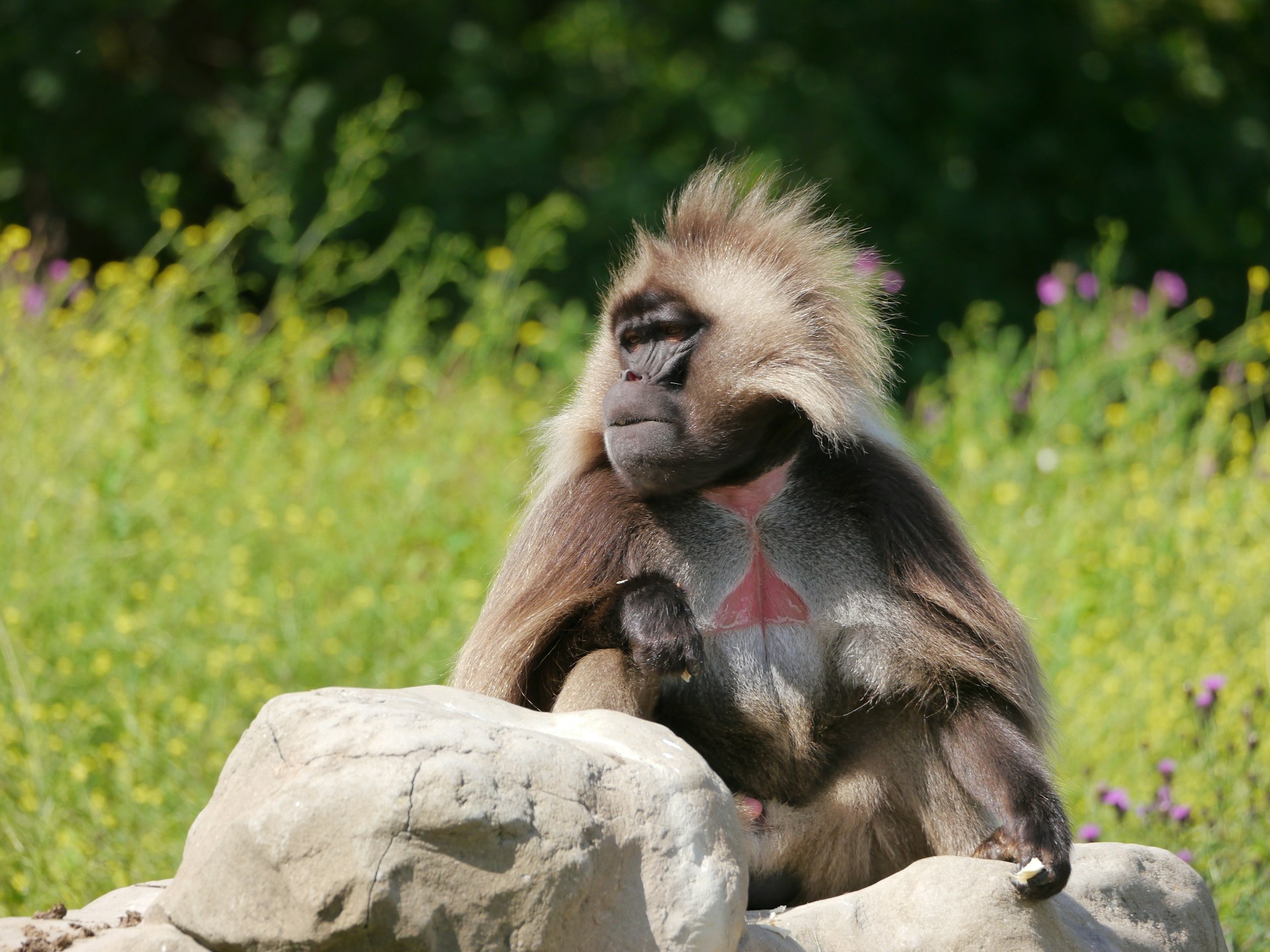 Perfecte pose Gelada-familie op unieke foto door dierverzorger Blijdorp