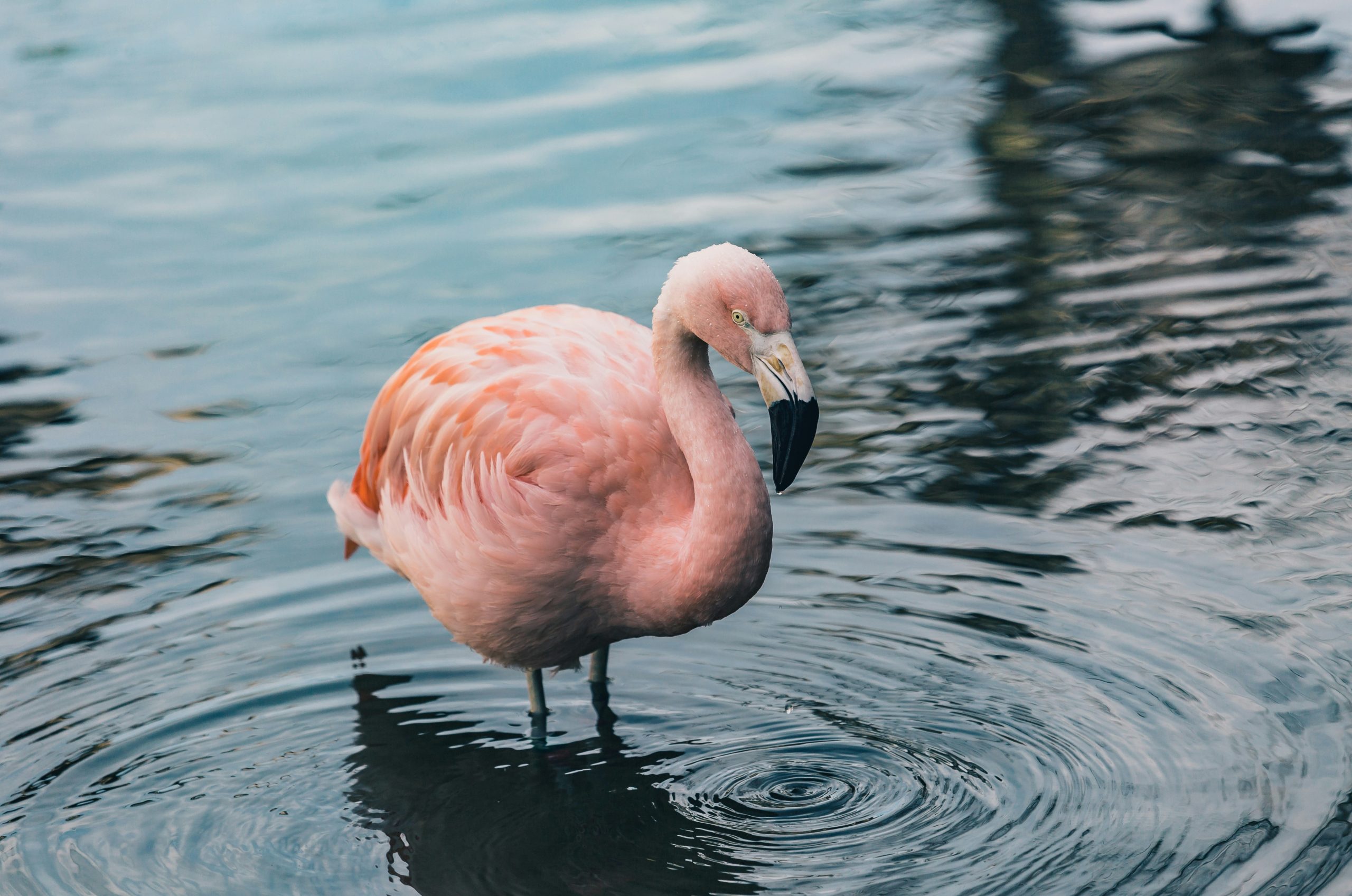 flamingo in water