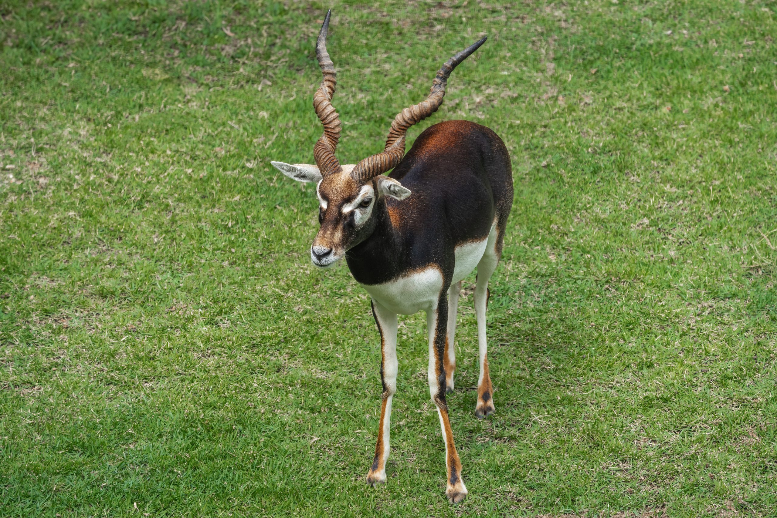 antilope dierentuin