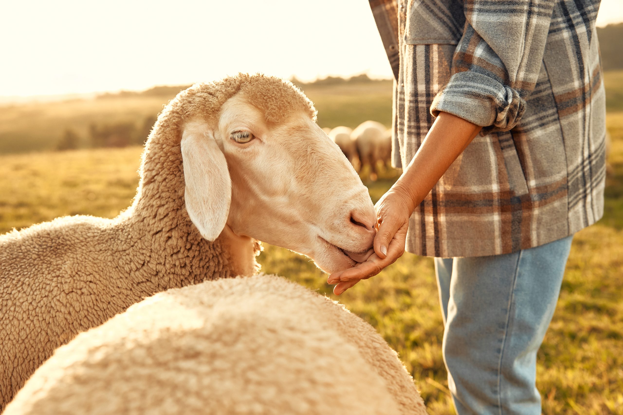Texel telt steeds minder schapen, 'het is twee voor twaalf'