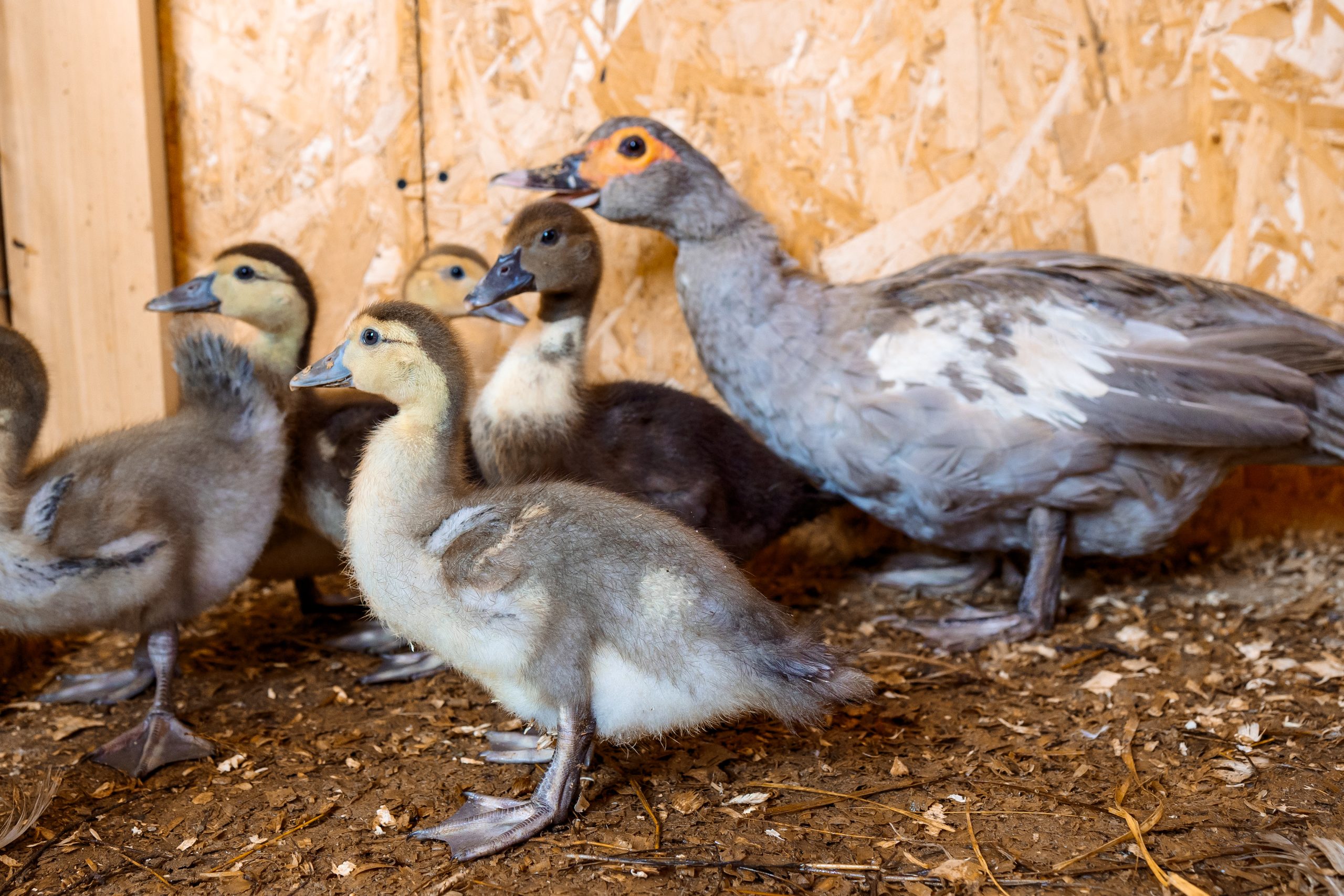 moeder eend met kuikens