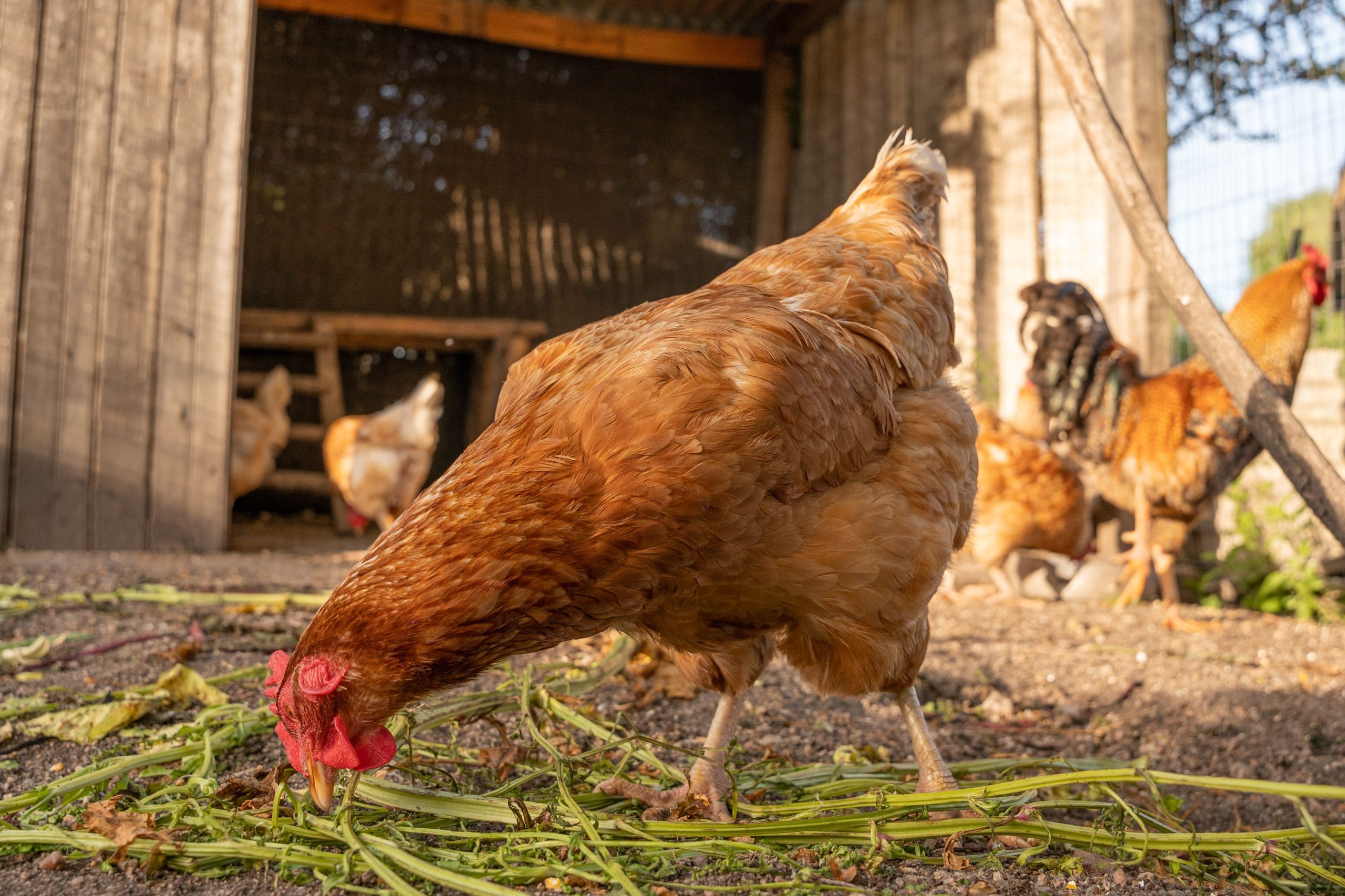 Aangifte tegen BN'ers van programma No Way Back VIPS vanwege slachting kip