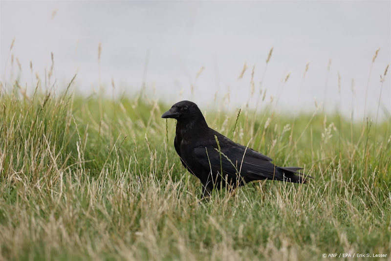 zwarte kraai