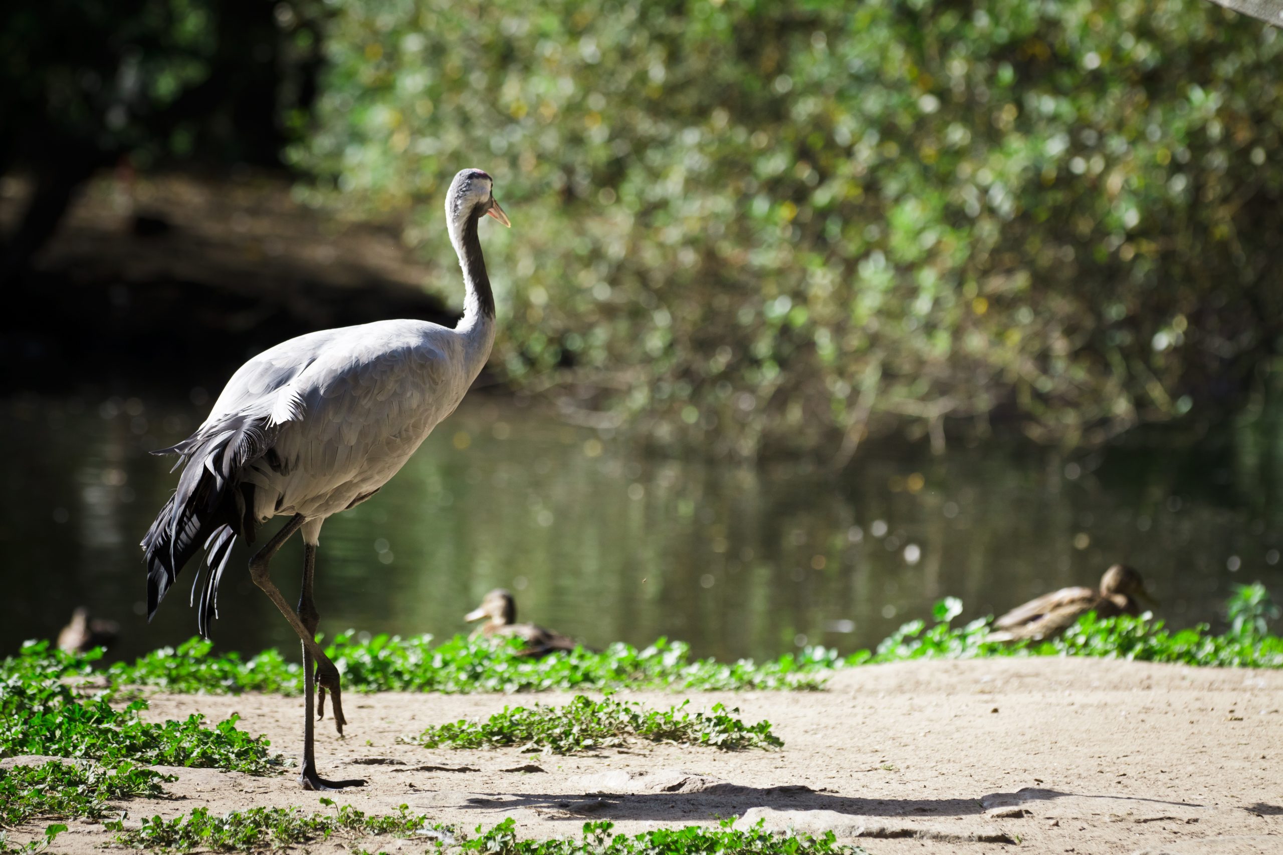 Minder dode dieren vanwege afgesloten weg Fochteloërveen