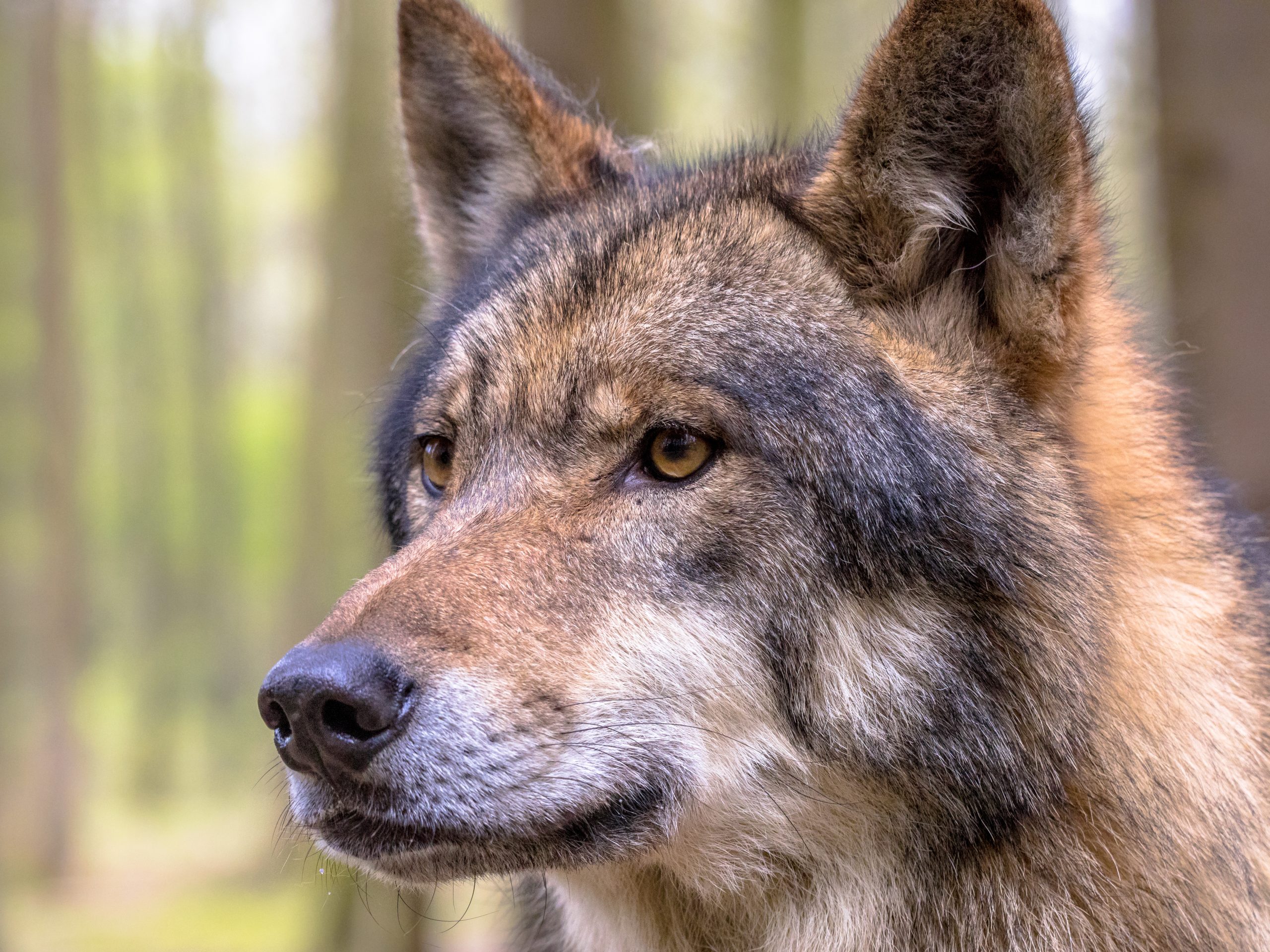 Wolf Hoge Veluwe laat al langer afwijkend gedrag zien