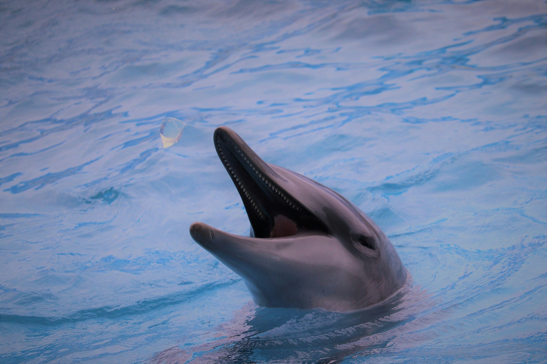 Dolfinarium overtreedt tijdens shows meermaals de wet, aldus RVO