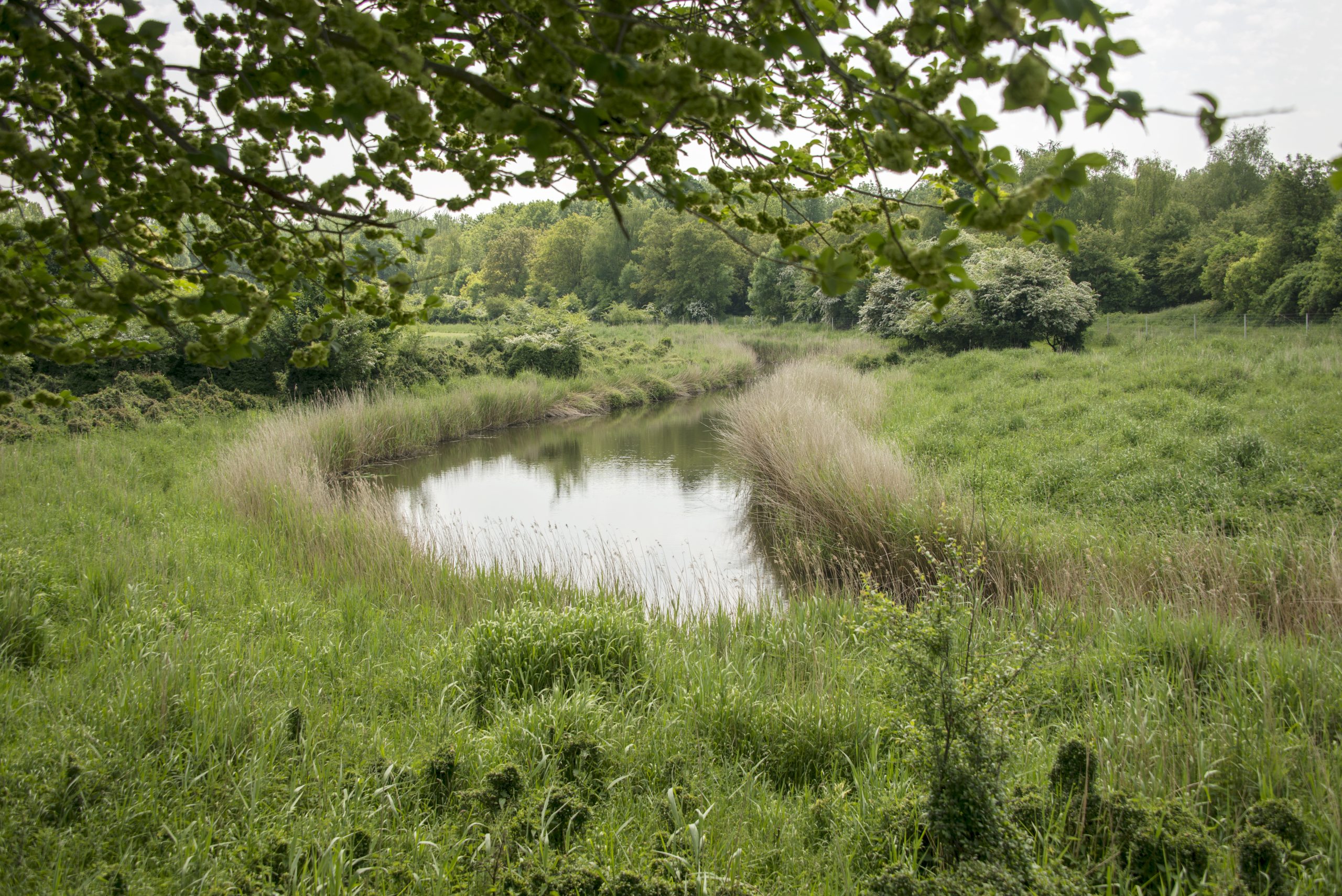 natuur plasje in bos