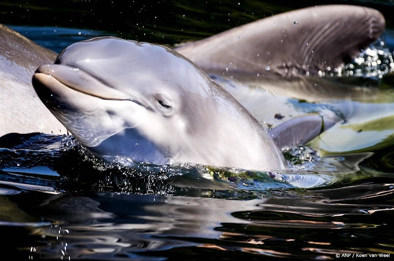 dolfijn
