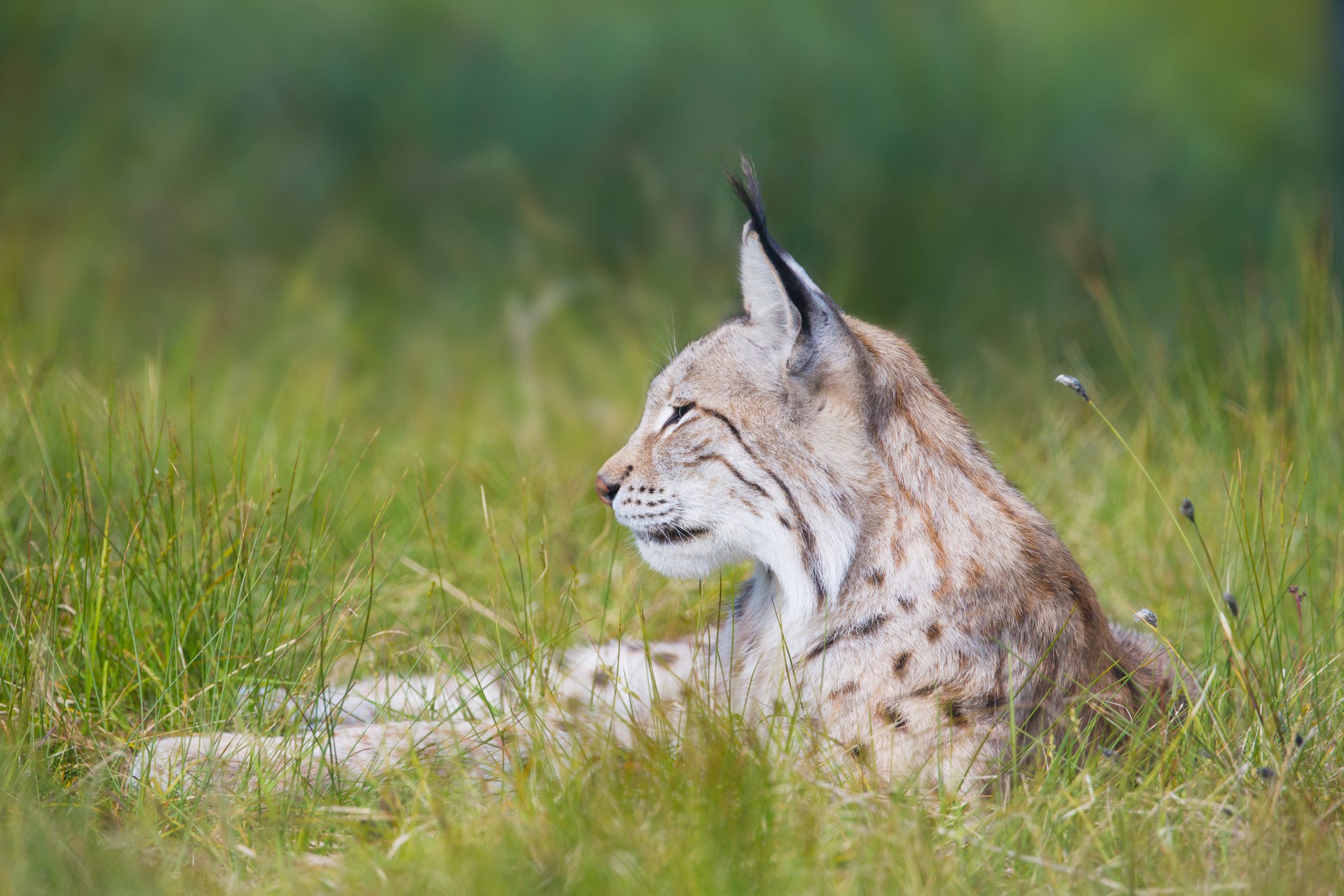 lynx
