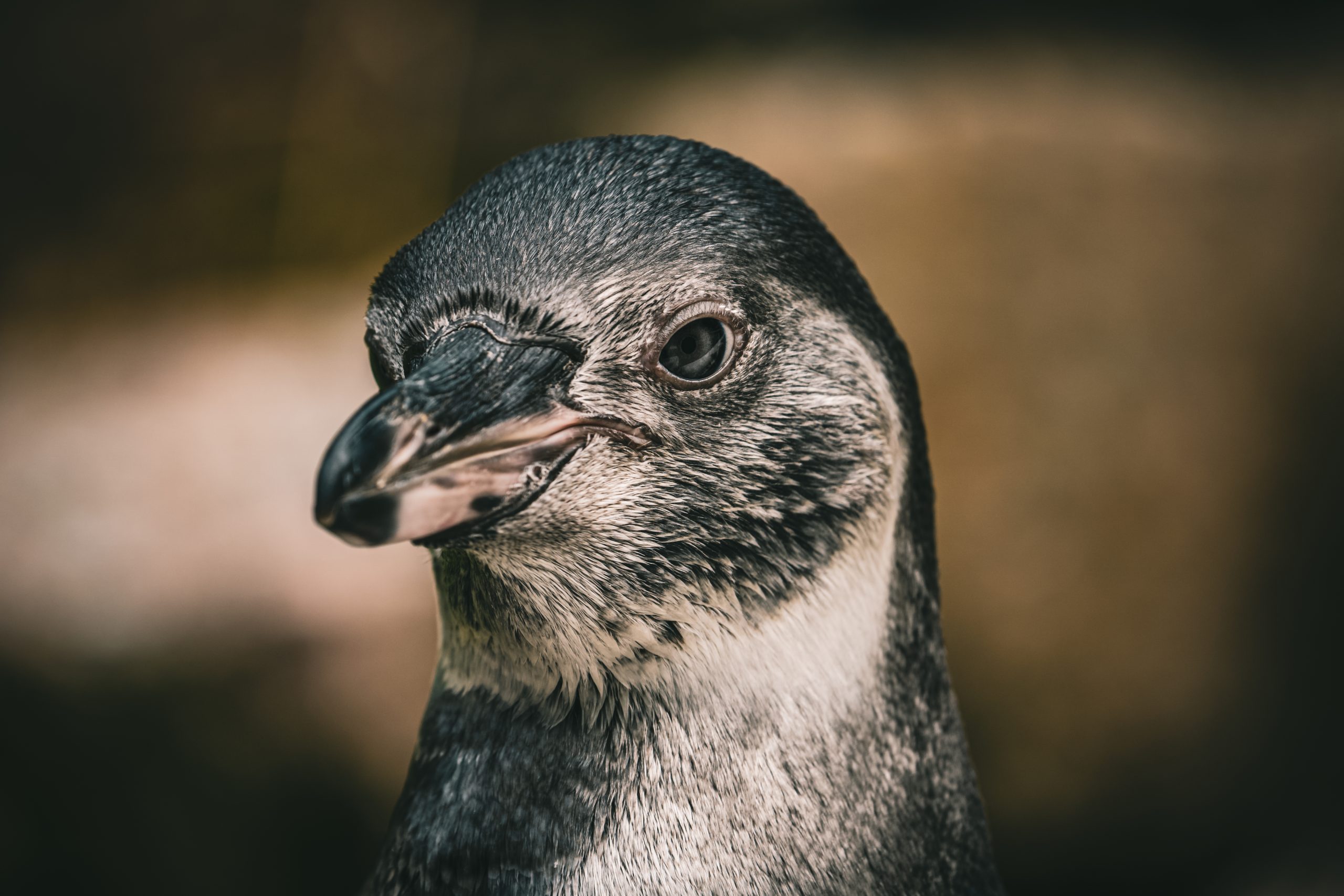 penguin