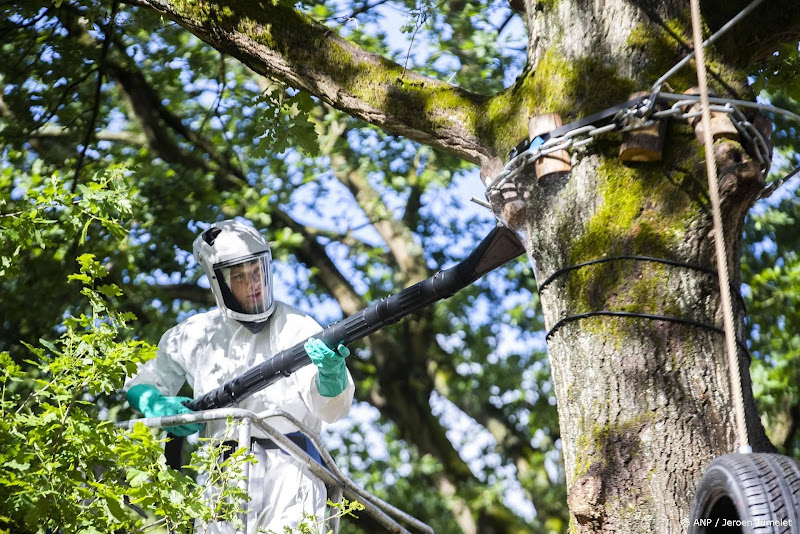 eikenprocessierups nest weghalen