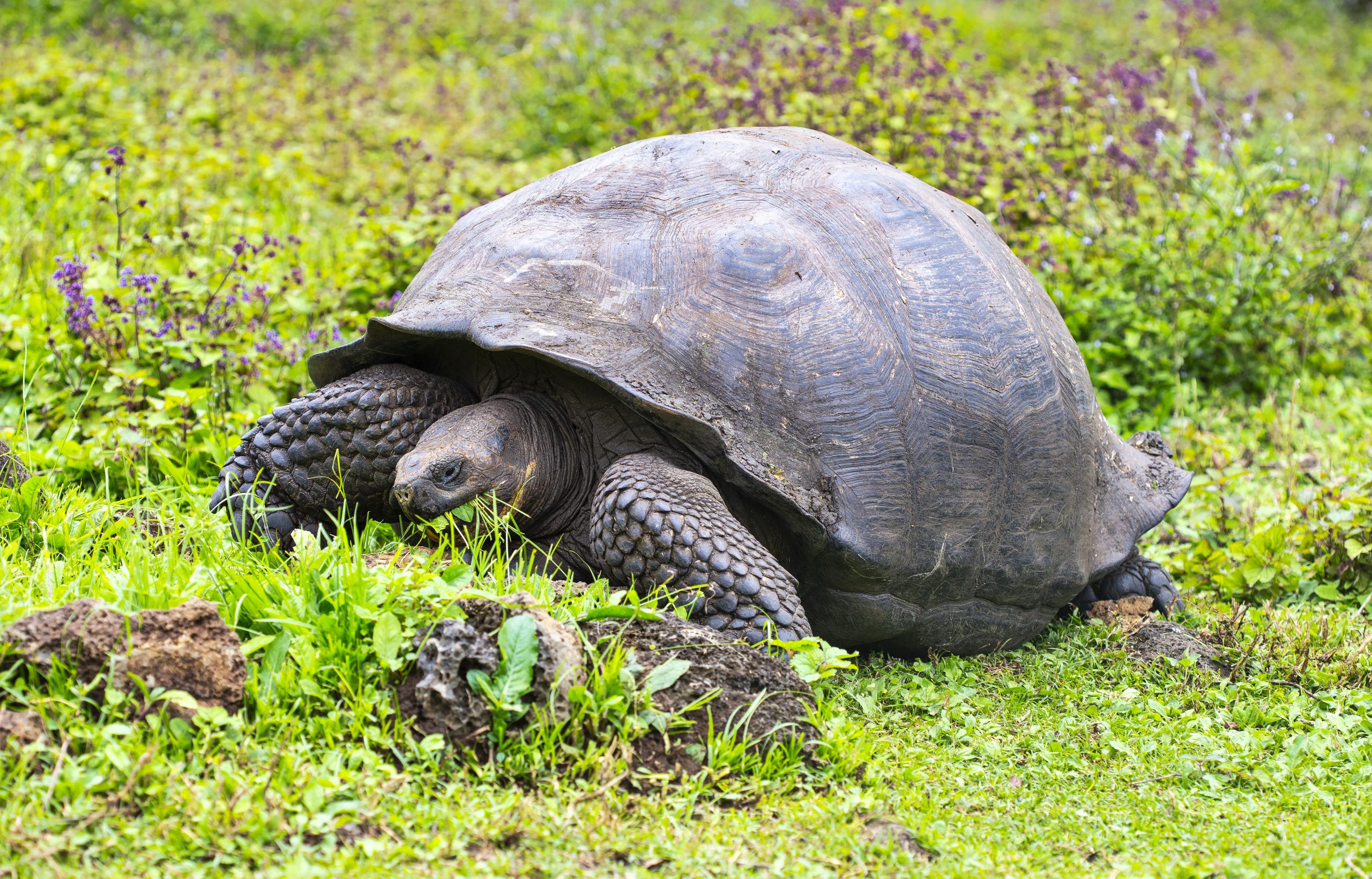 Galapagos schildpad