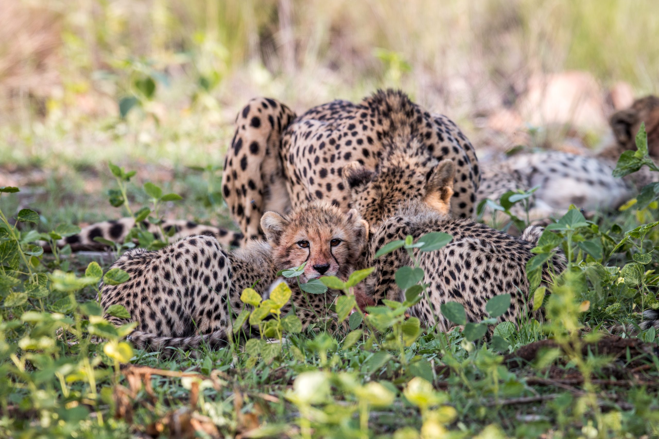 cheetah welpje met moeder