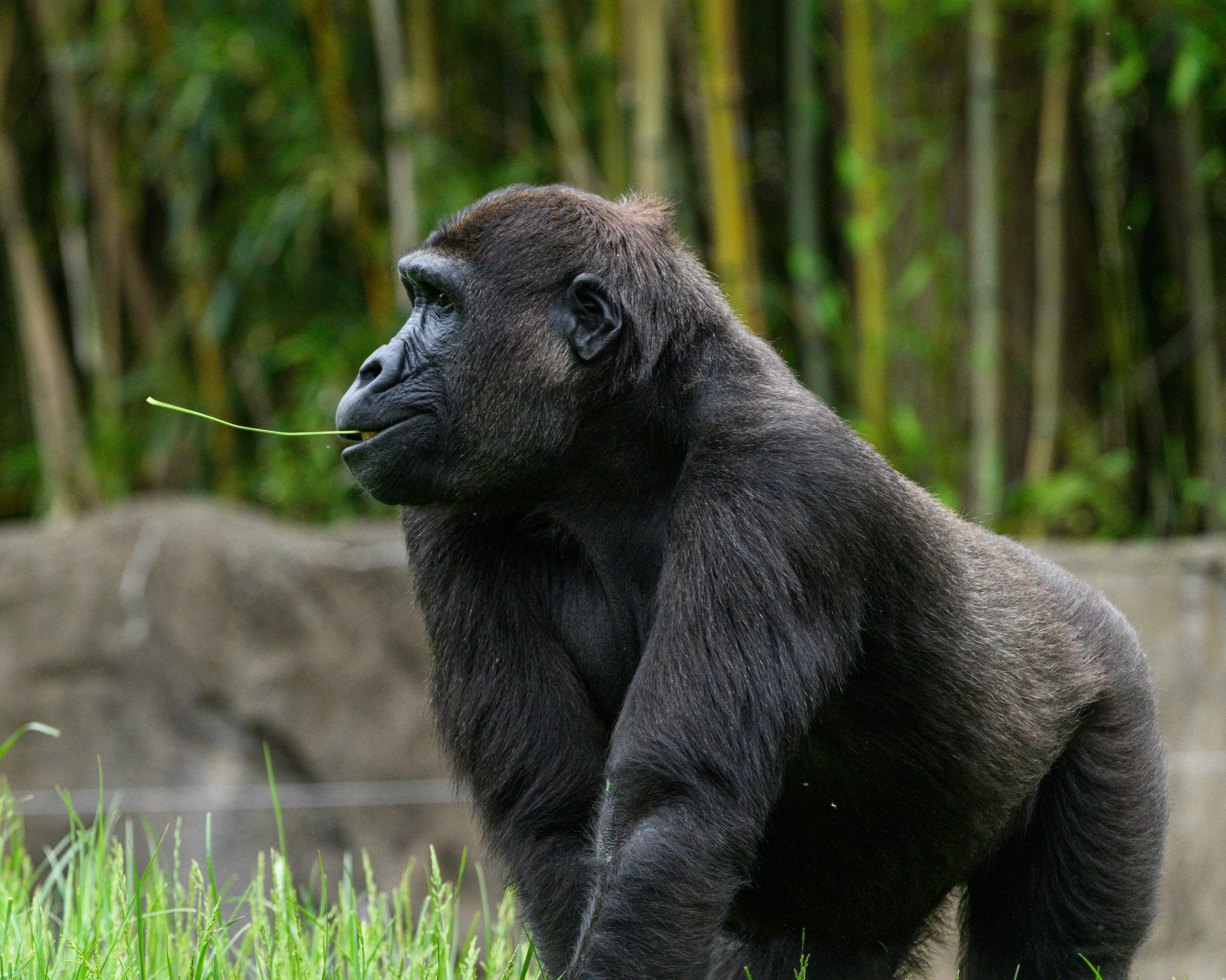 gorilla
