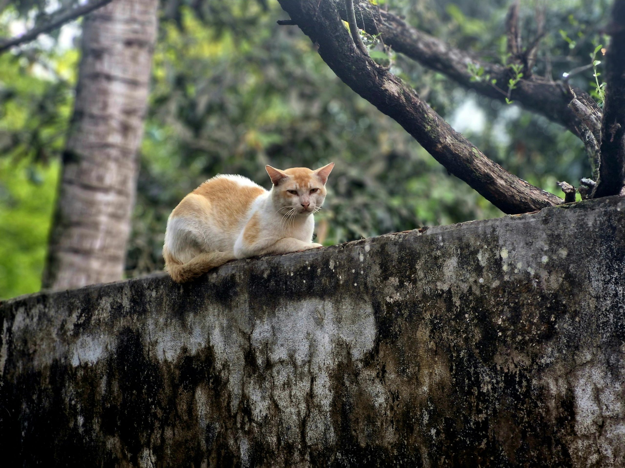 zwerfkat in natuur op muur