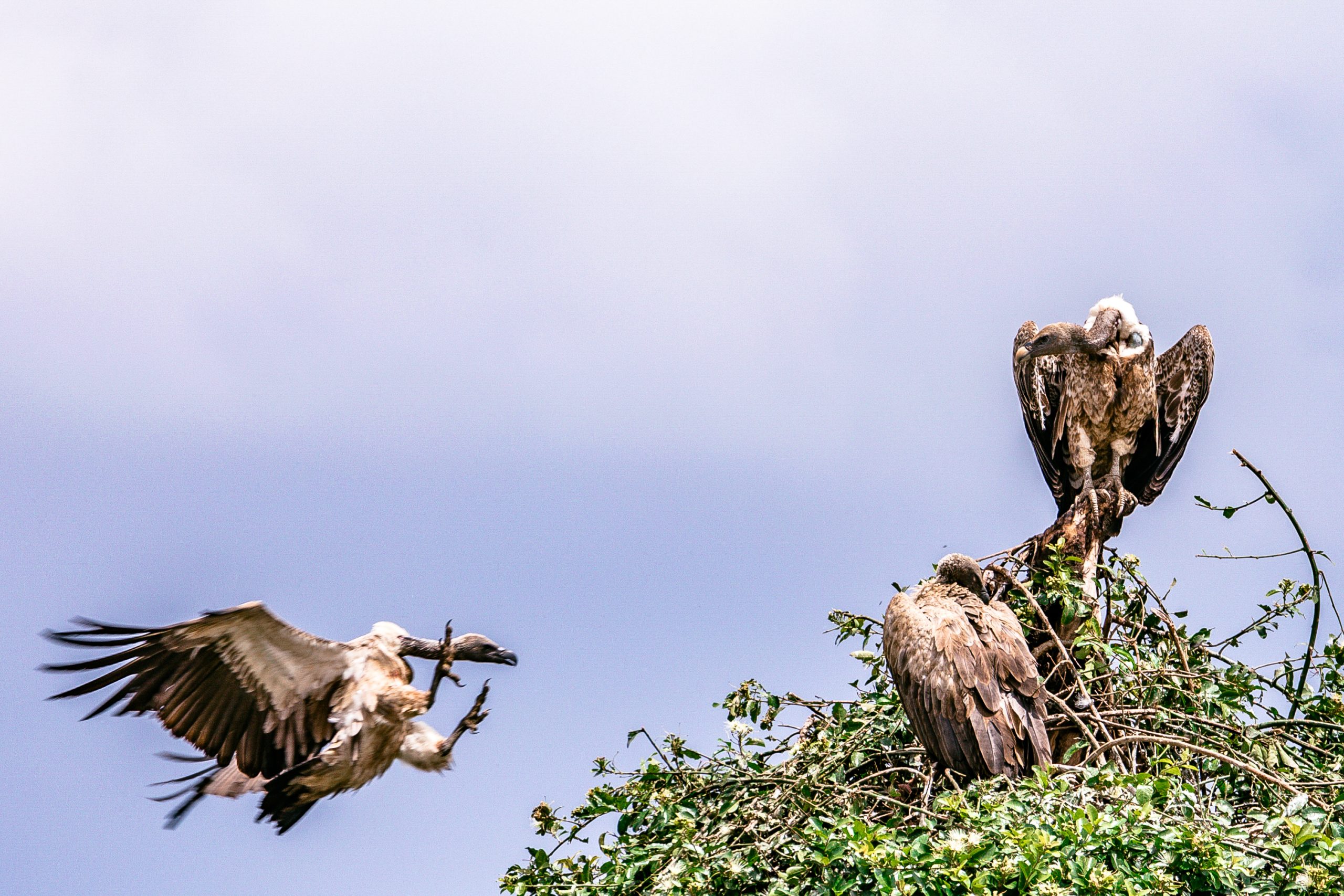 Groep van vijftien vale gieren gesignaleerd boven Drenthe