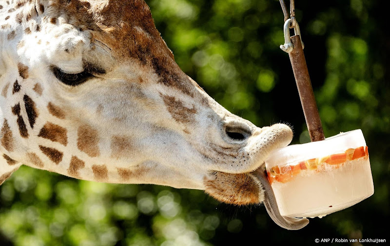 ijsjes voor giraffe