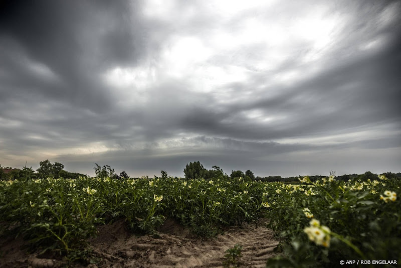 donkere wolken boven veld met bloemen