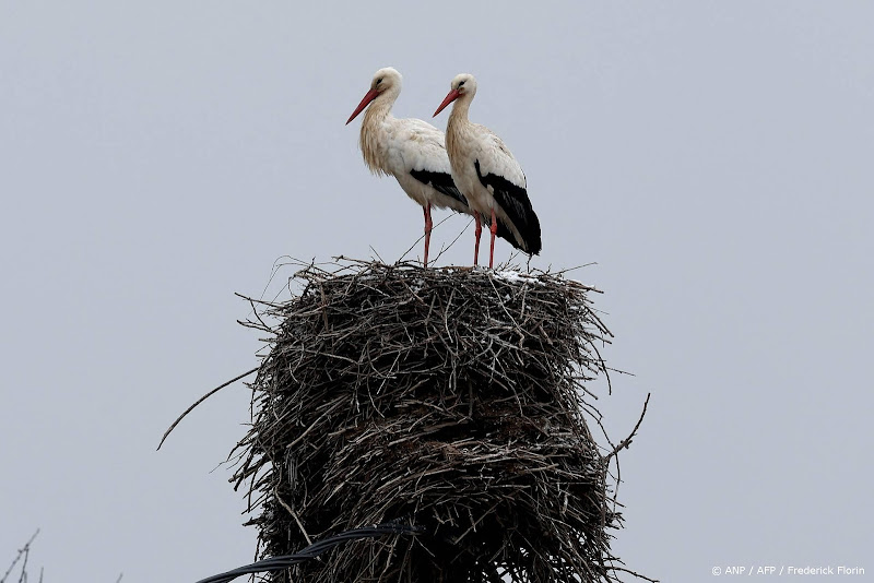 ooievaarsnest