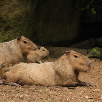 capybara met jongen