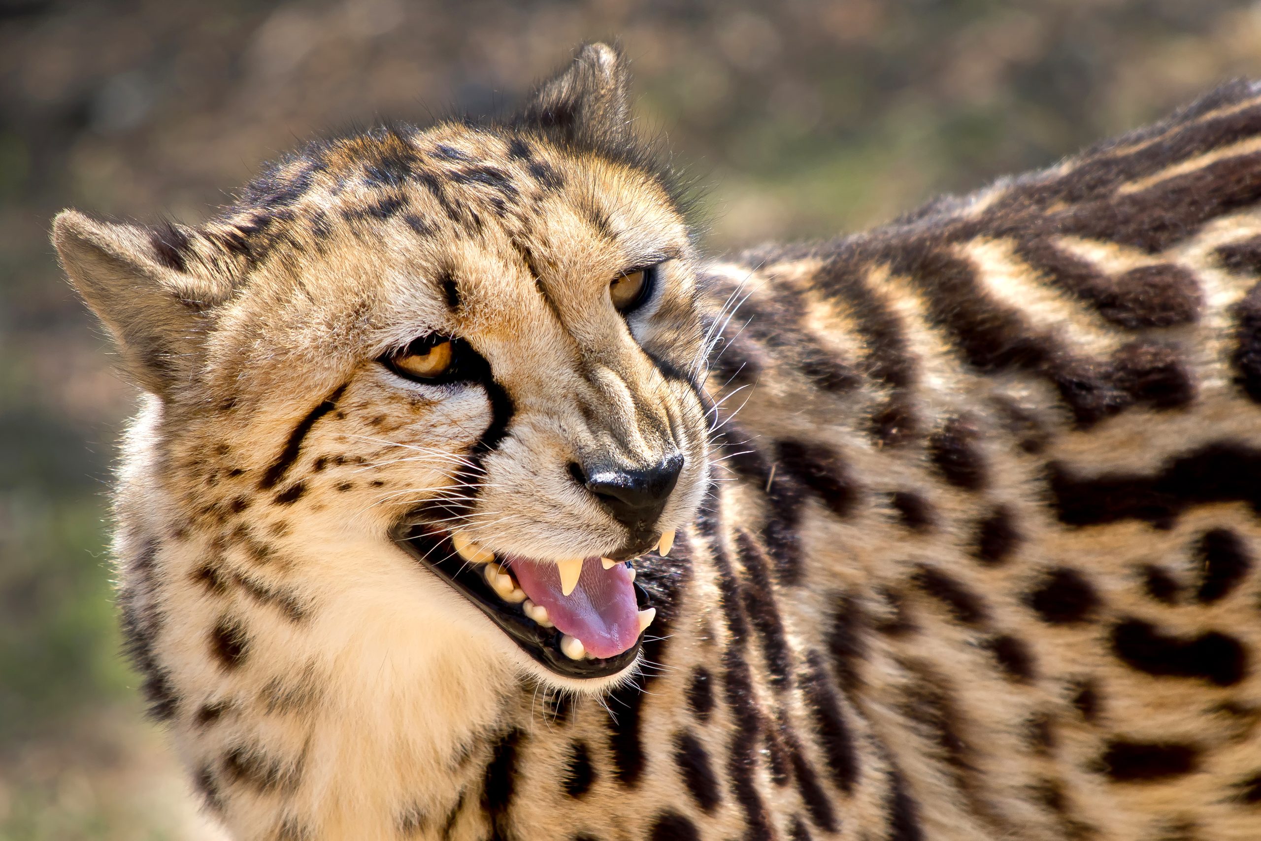Cheeta's weer te zien tijdens autosafari Beekse Bergen