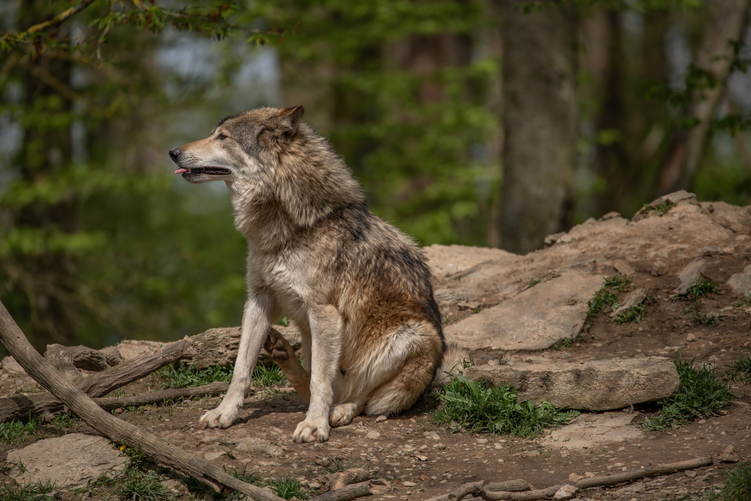 Gemeente Nunspeet geeft advies om honden aan te lijnen na aanval van een wolf