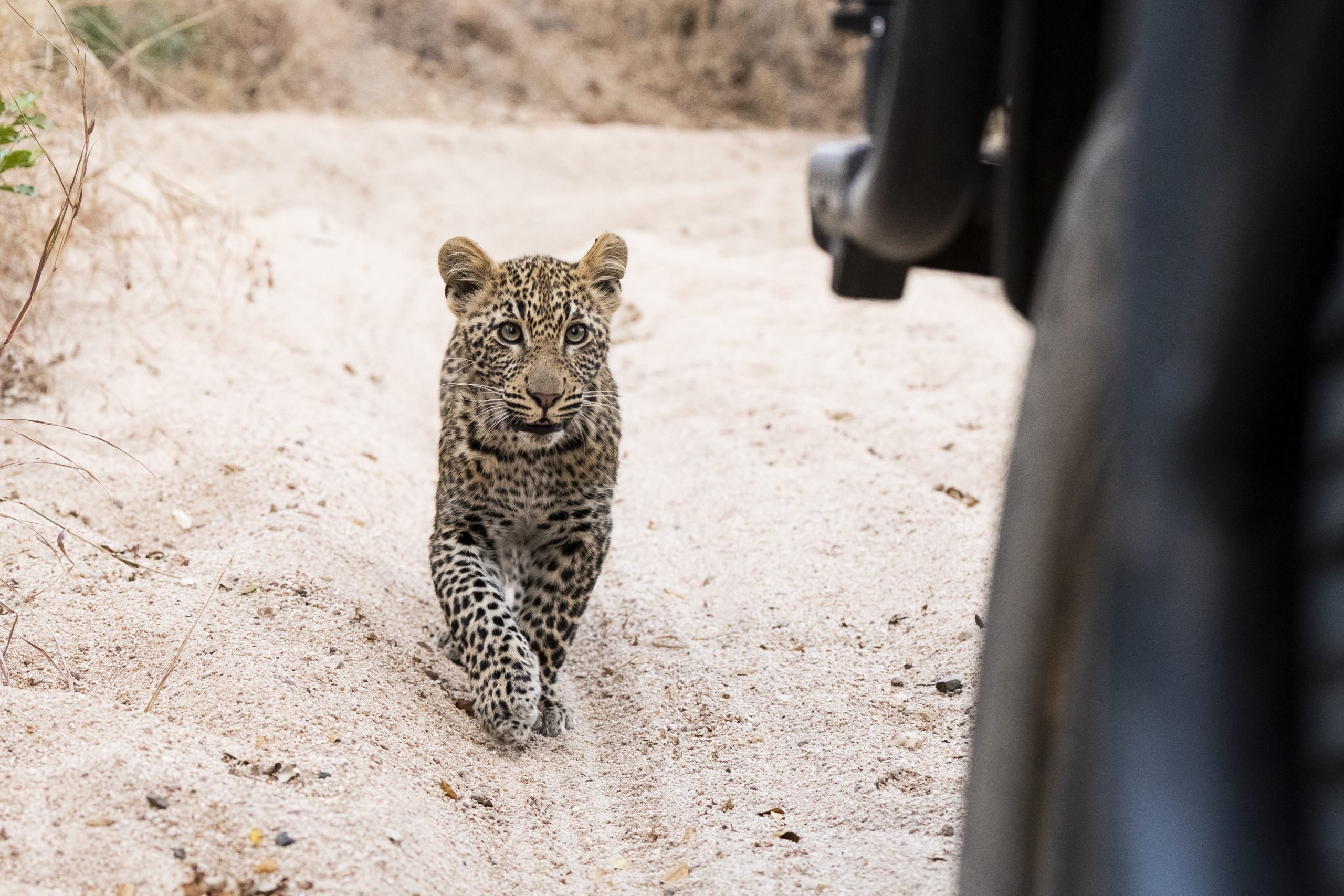 panter welpje ter illustratie