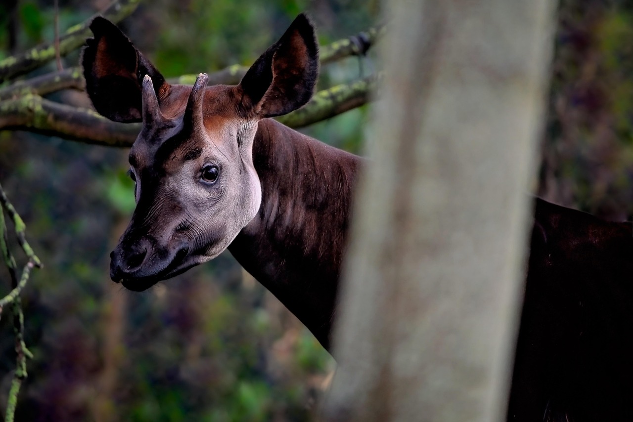 okapi
