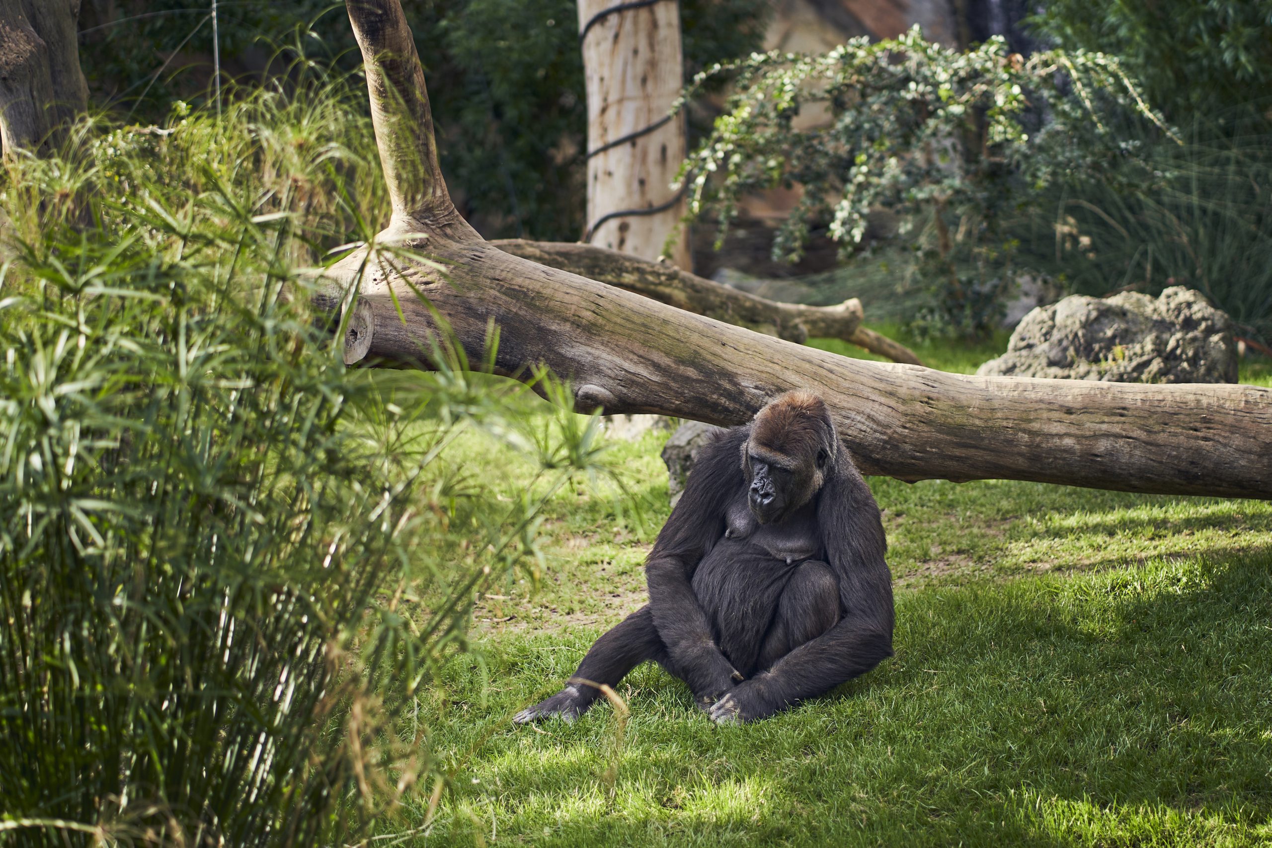 gorilla in dierentuin