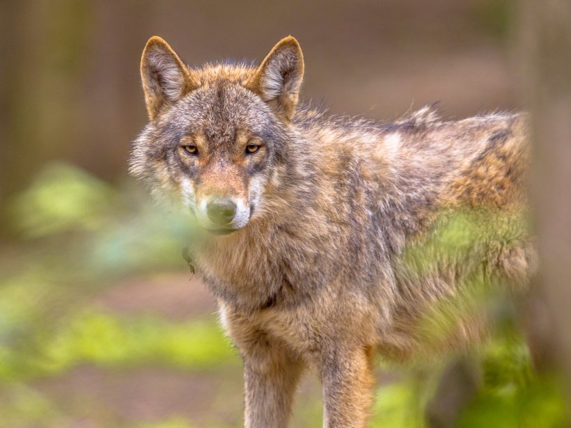 Provincie Utrecht mag wolf Bram afschieten