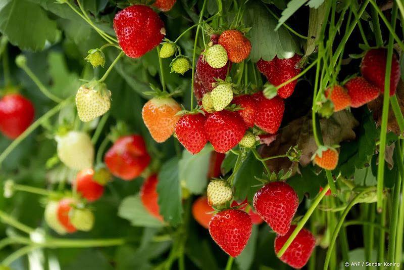 aardbeien