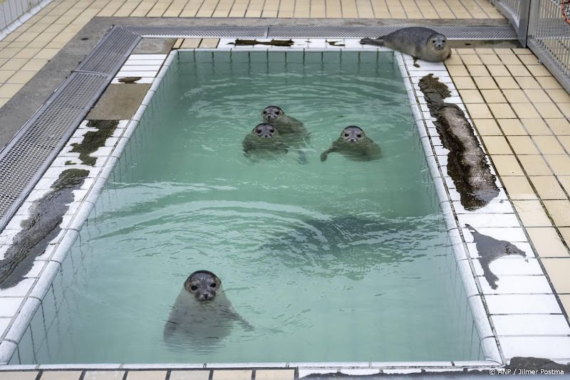 pieterburen bassins zeehonden