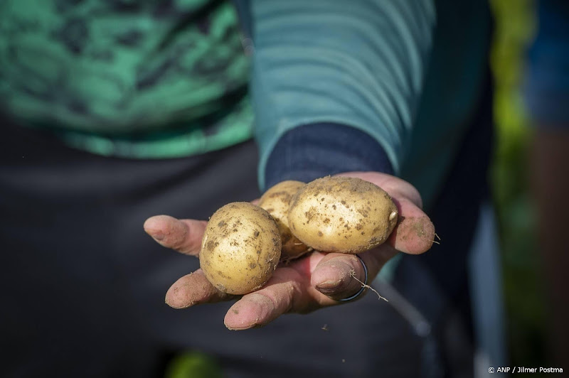 aardappelen in hand