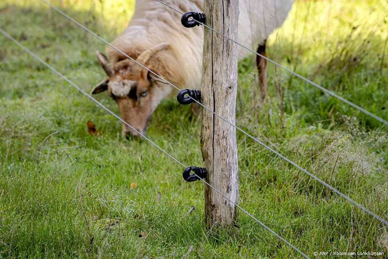 schaap achter prikkeldraad