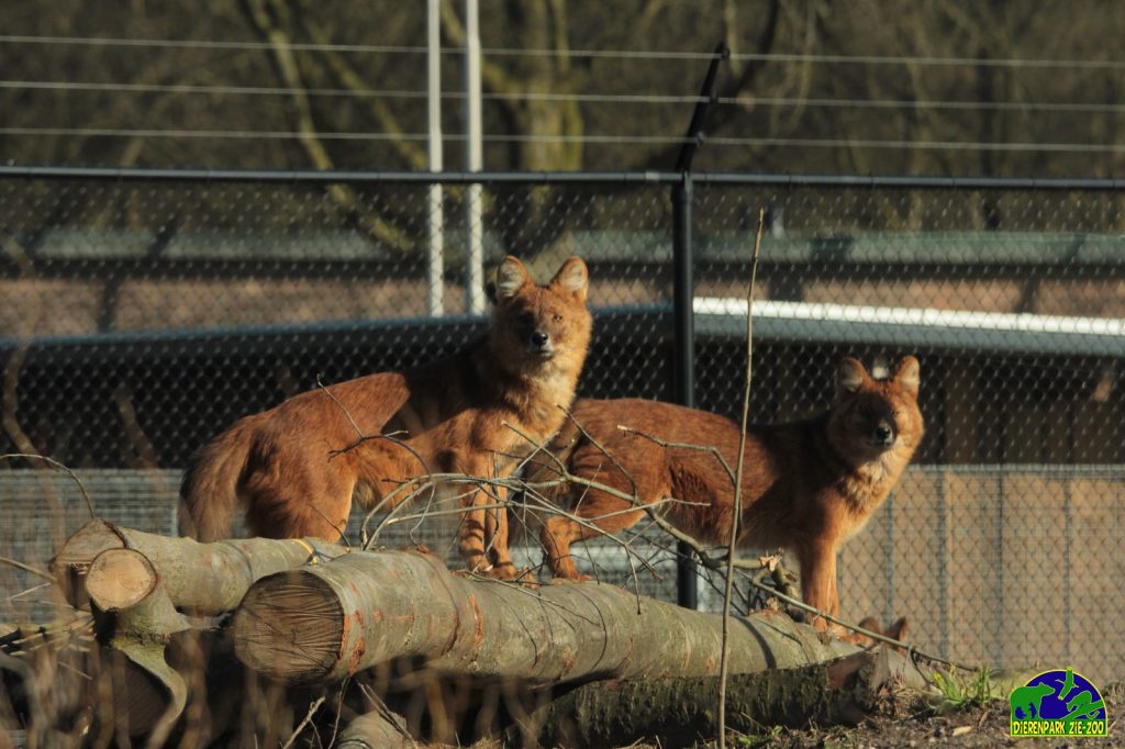 rode honden dierenpark ziezoo