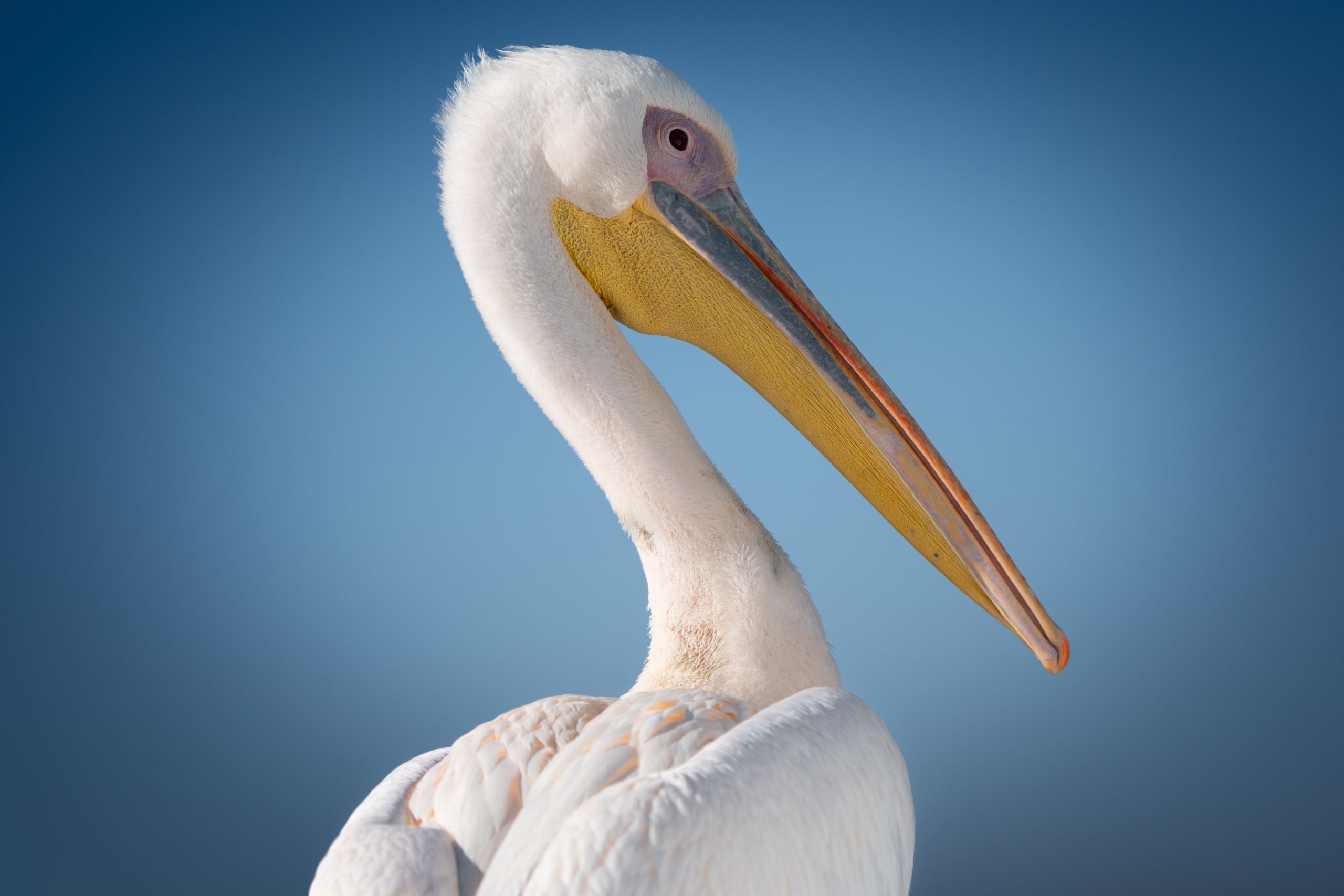 close up van een pelikaan