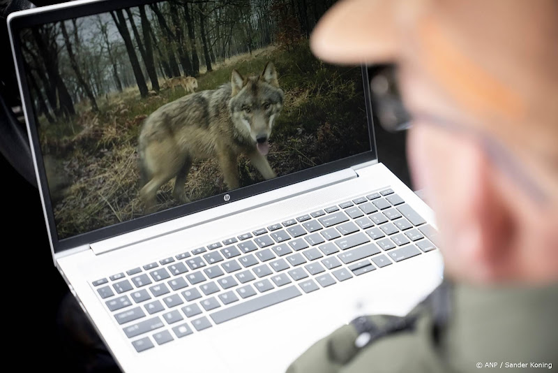wolf op computerscherm
