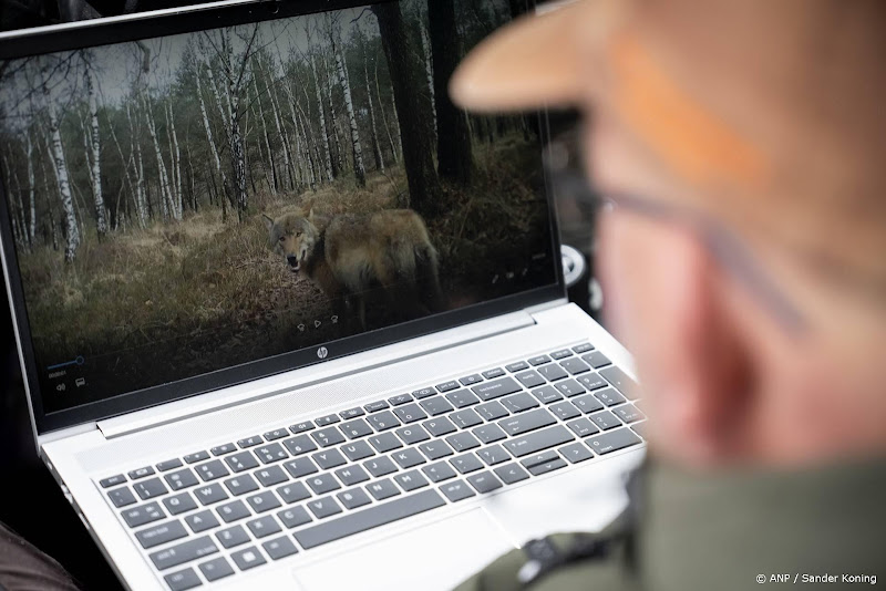 wolf op laptop