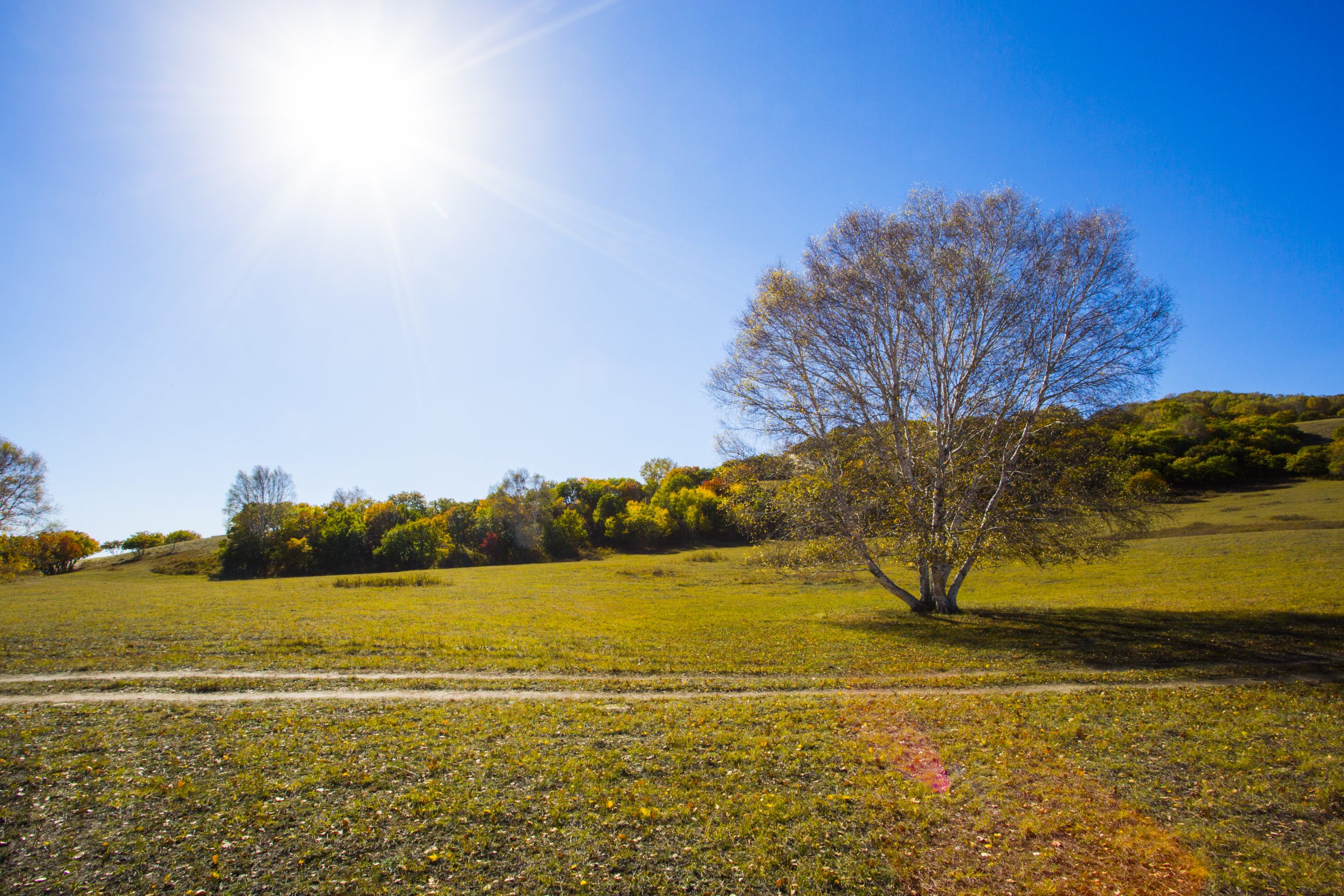 gras en bomen met zon