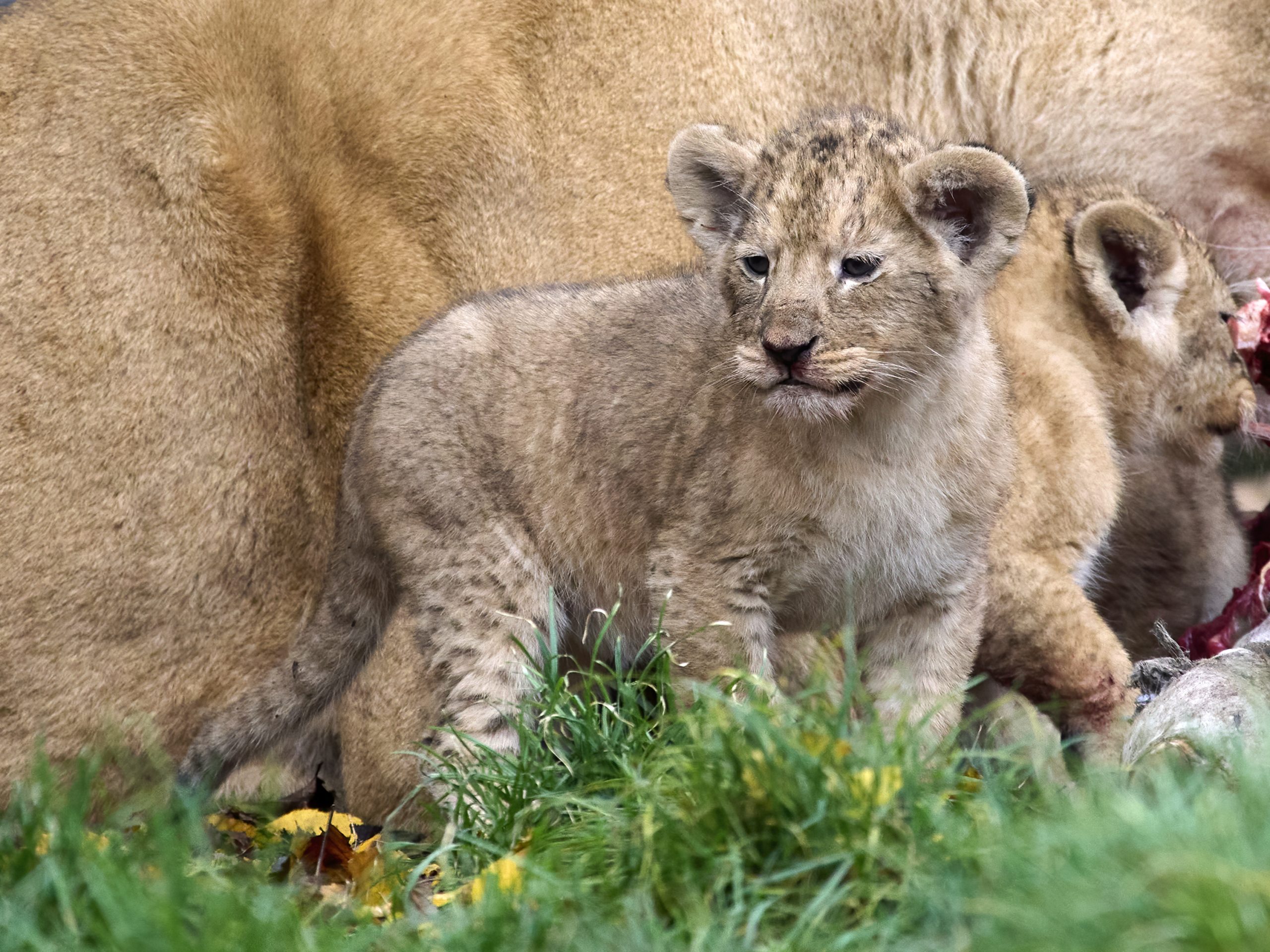 leeuw welpje