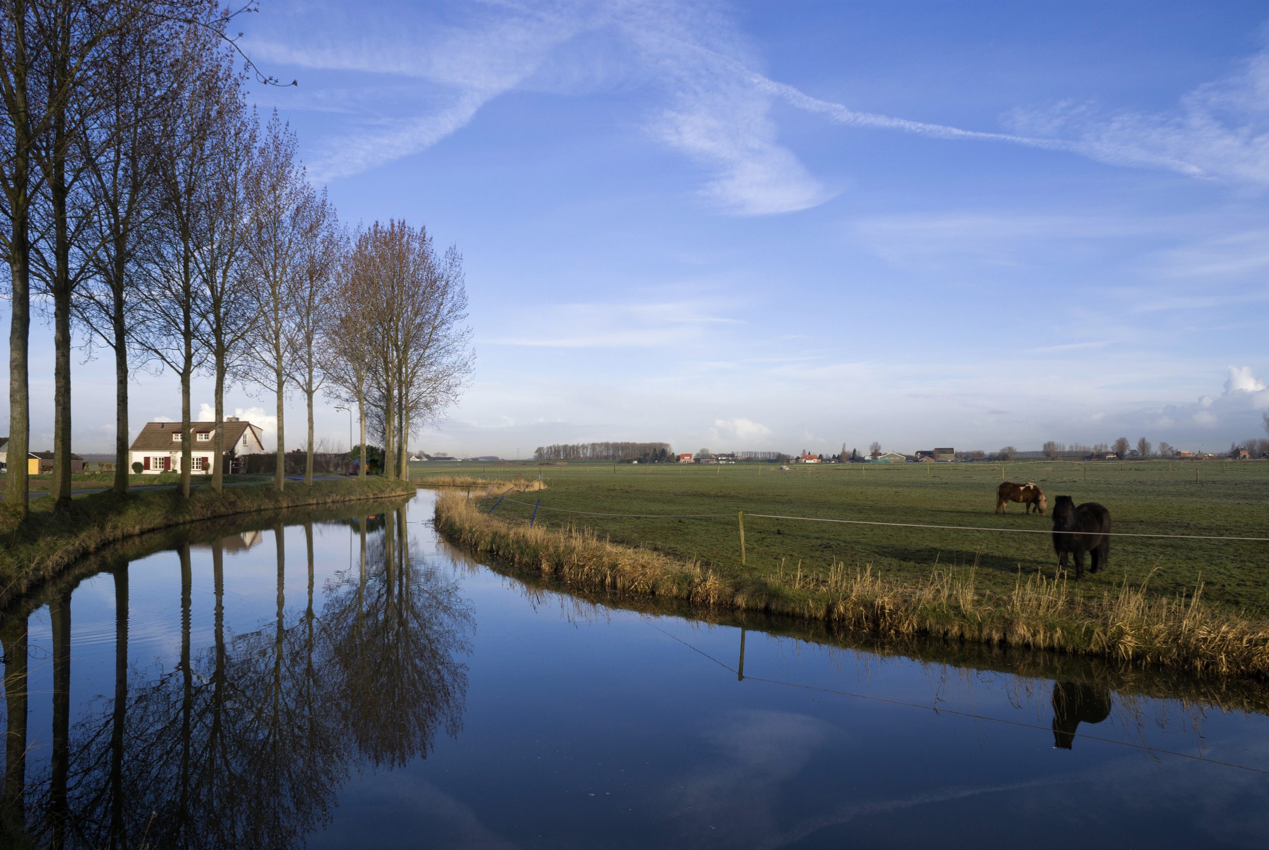 landschap nederland met boerderij en koeien
