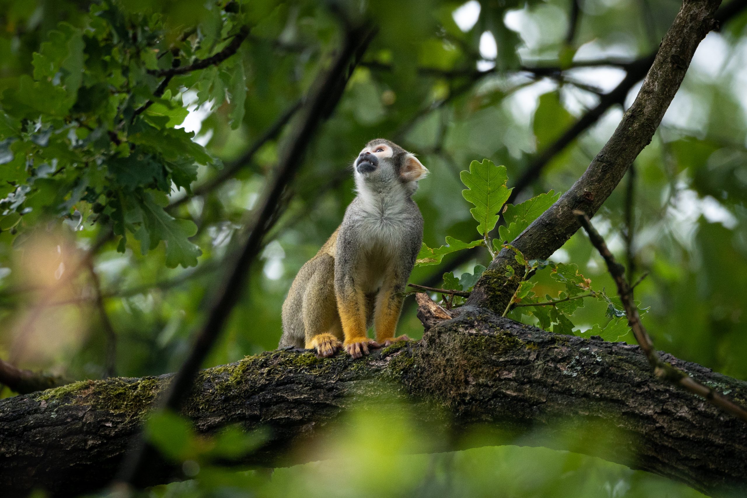 Doodshoofdaapjes keren terug in ZooParc Overloon na verwoestende brand