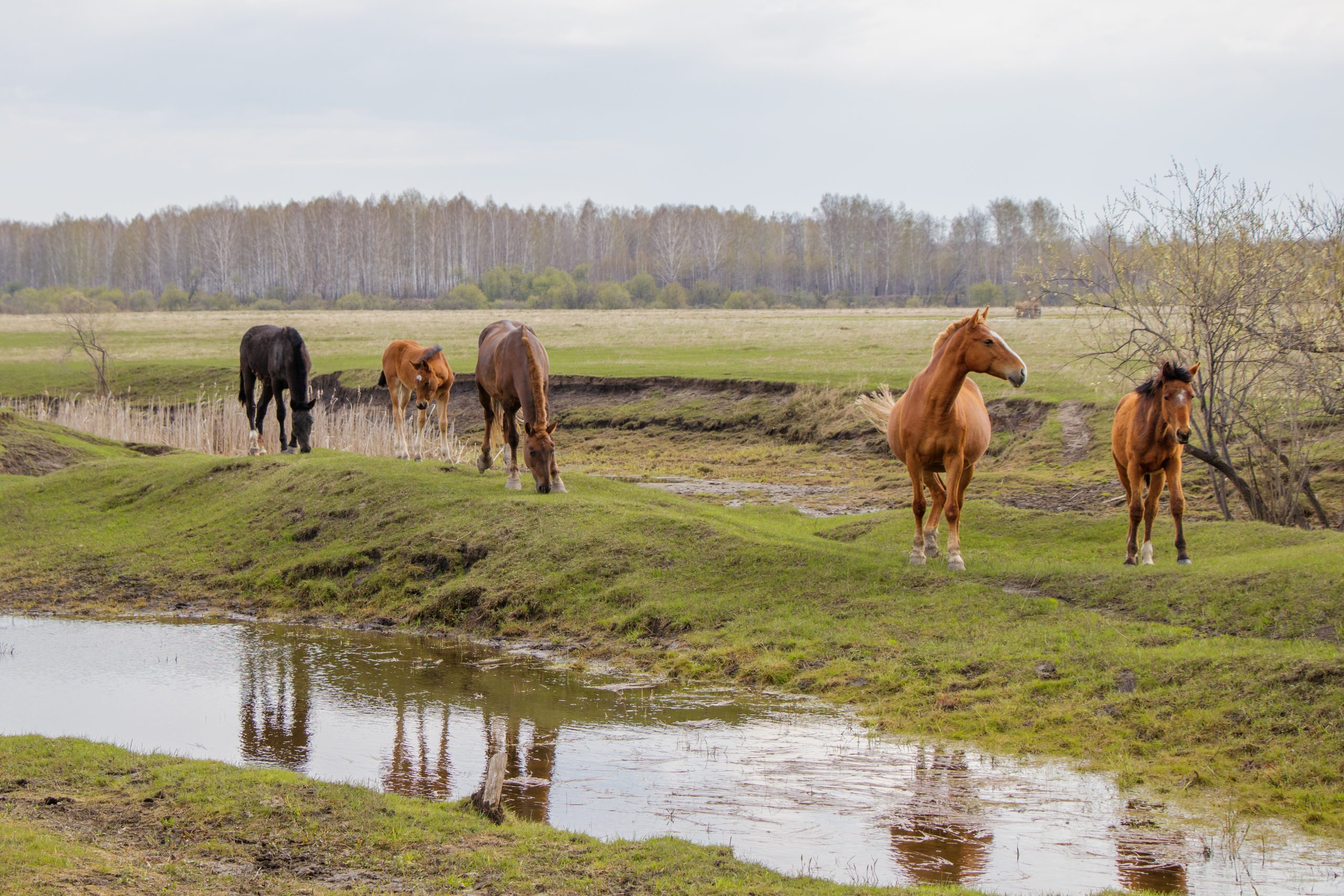 Na jaren droogte krijgt de Oostvaardersplassen haar water terug
