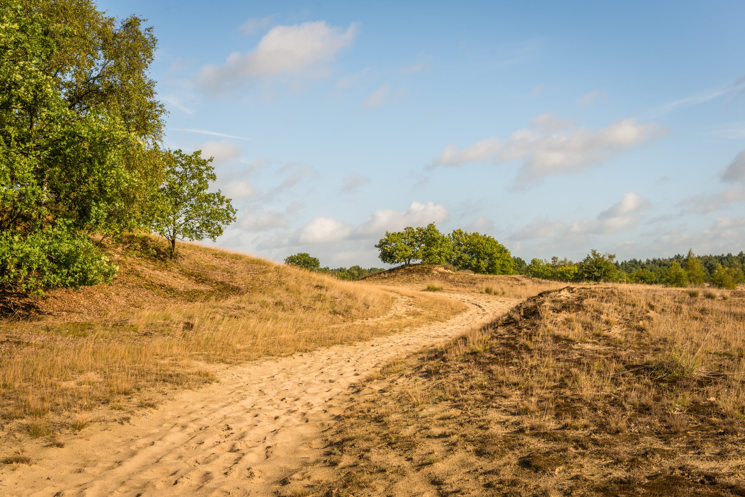 Kerf in de Texelse Westerduinen begint zichtbaar effect te krijgen