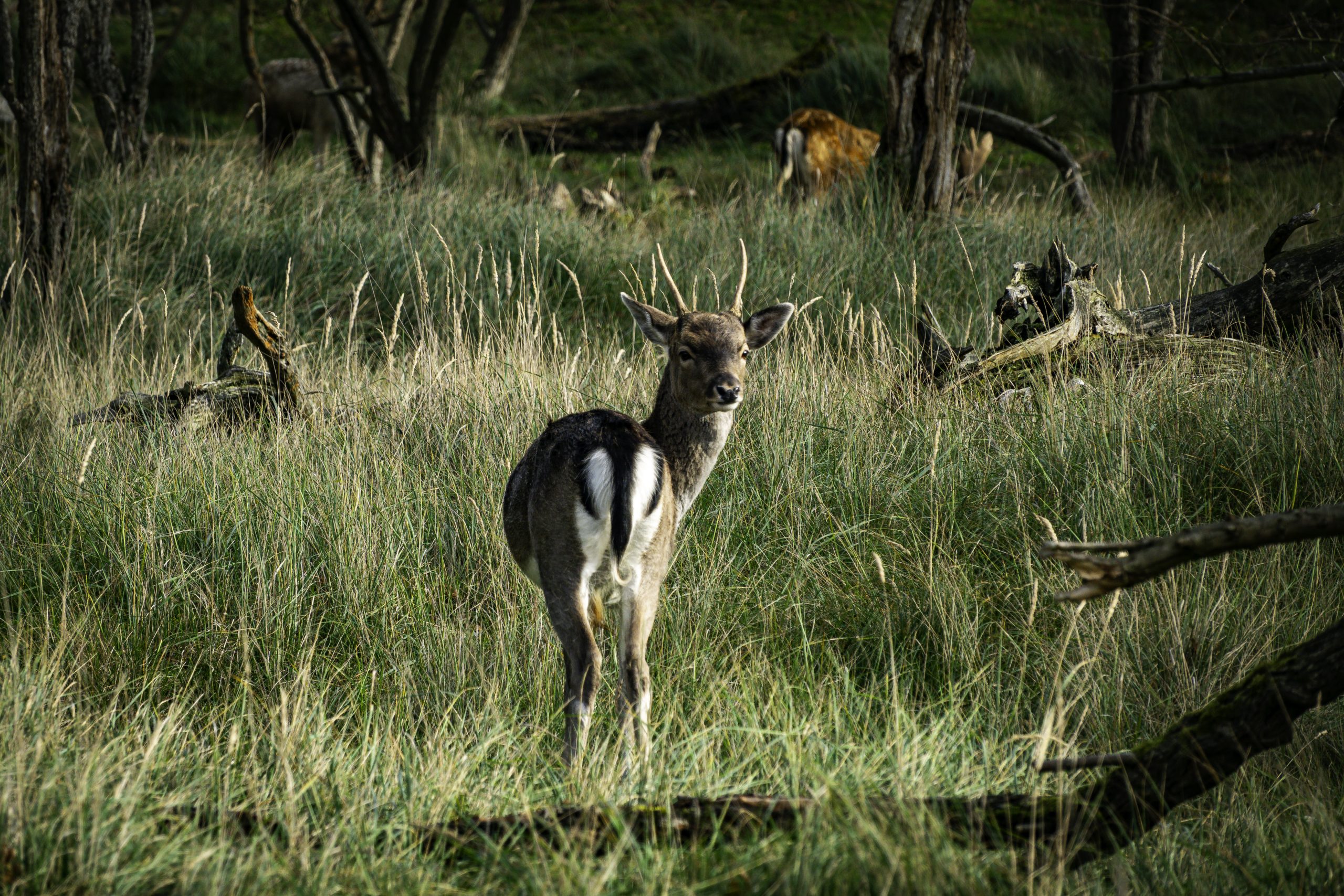 Verborgen natuur op Utrecht Science Park, reeën, vossen en dassen op de campus