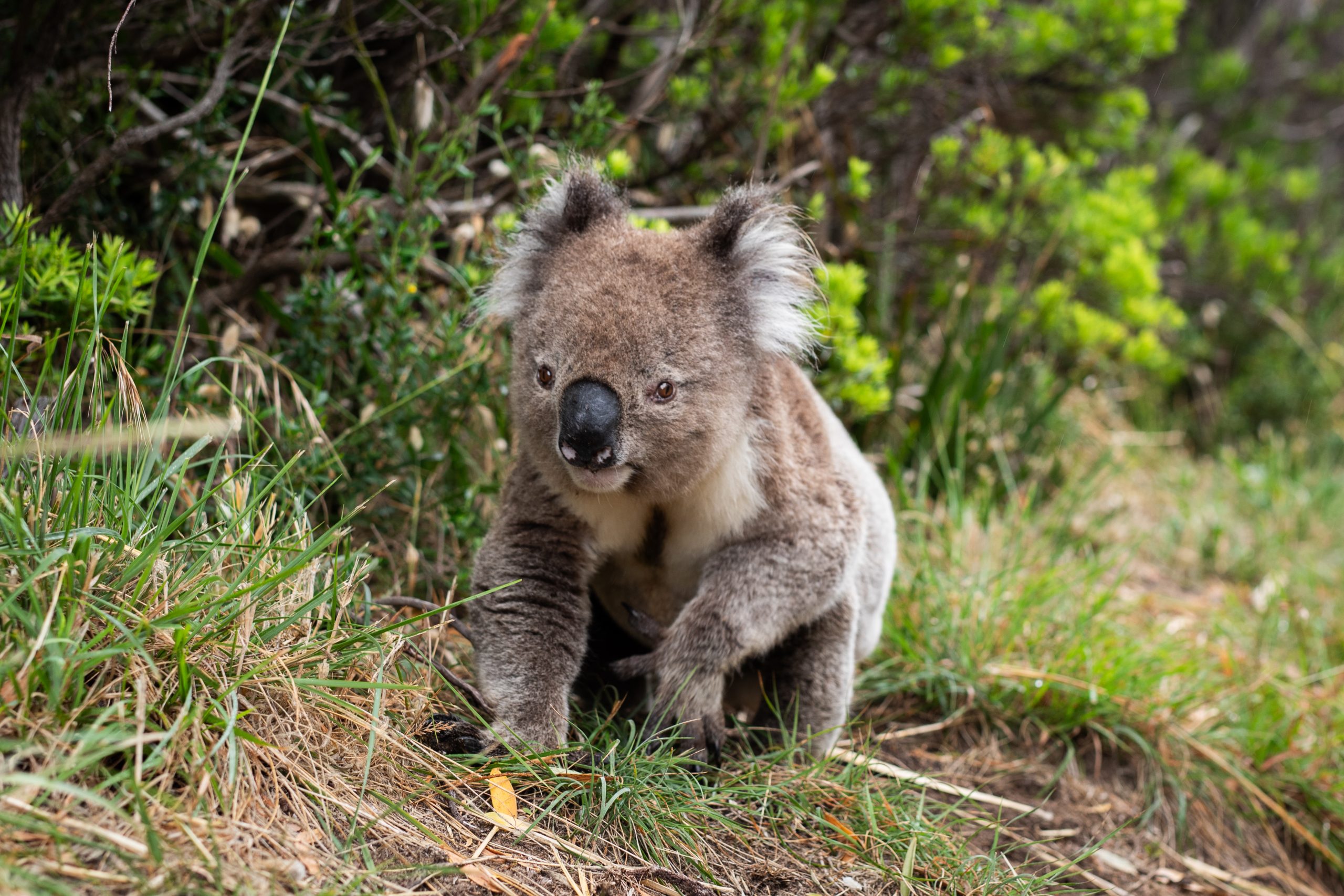 Primeur in Rhenen: jonge koala laat zich zien