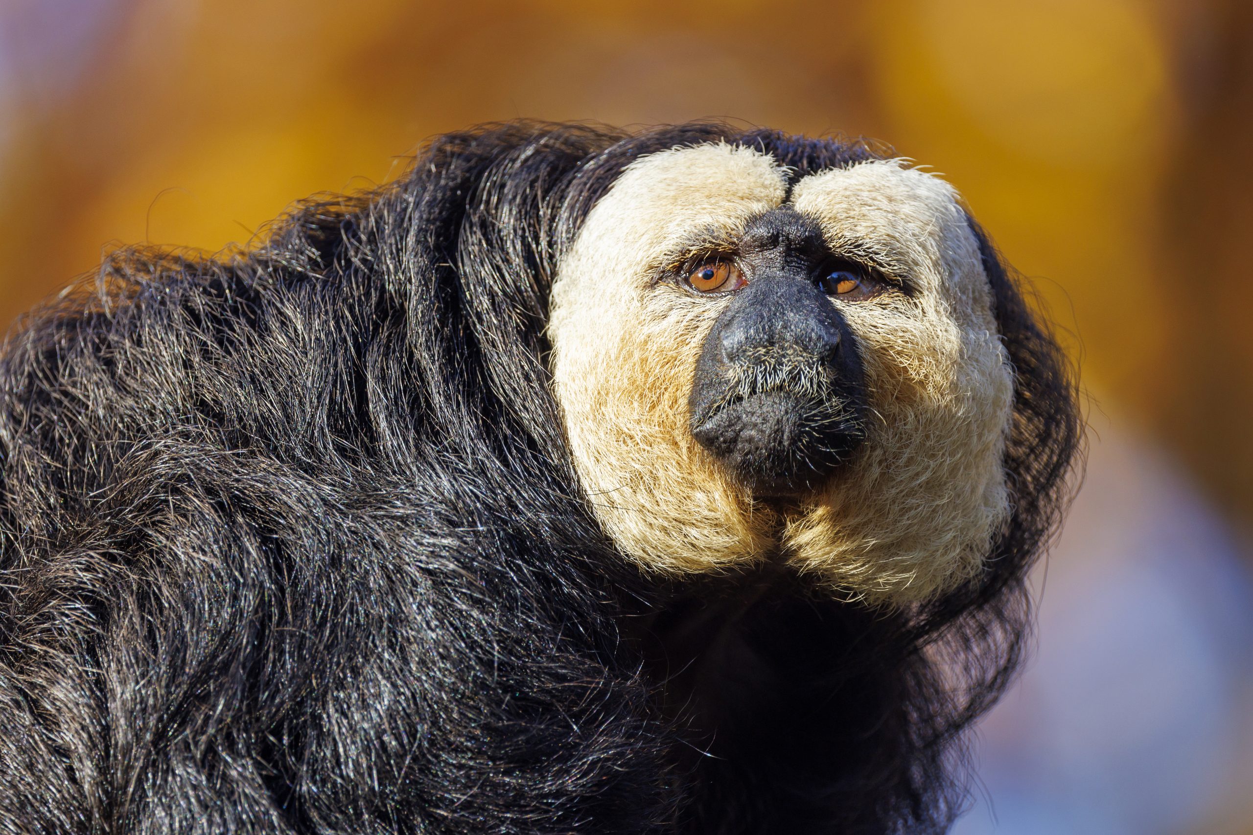 Witgezichtsaki geboren in AquaZoo Leeuwarden